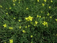 RUCOLA - ERUCA VESICARIA Crucifera