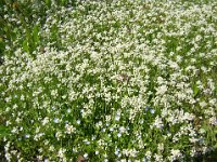 SAGINA PROCUMBENS 1 Cariofillacee