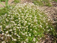 SAGINA PROCUMBENS 2