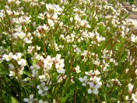 SAGINA. (PETALI 1 mm)