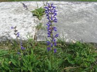 SALVIA SELVATICA Labiate