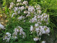 SAPONARIA 1 cariofillacee