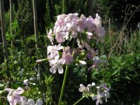 SAPONARIA 2  Cariofillacee