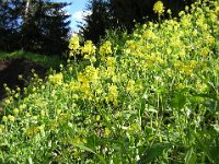 SENAPE SELVATICA - SINAPIS ARVENSIS 1 crucifere