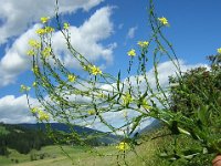 SENAPE SELVATICA - SINAPIS ARVENSIS 2