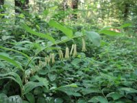 SIGILLO DI SALOMONE - POLYGONATUM MULTIFLORUM  poligonacee