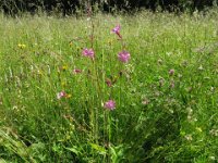 SILENE DIOICA cariofillacee