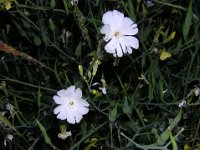 SILENE NOCTIFLORUM .