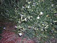 SILENE NOCTIFLORUM