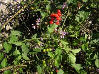 SOLANUM DULCAMARA