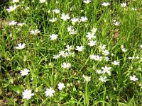 STELLARIA GRAMINEA Cariofillacee apr. g