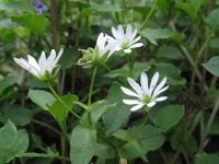 STELLARIA MEDIA Cariofillacee apr.set