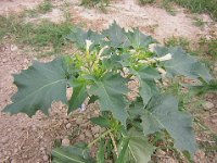 STRAMONIO - DATURA STRAMONIUM Solanacee