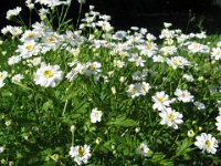TANACETUM PARTENIUM 1 Composite