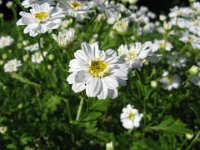 TANACETUM PARTENIUM 2