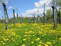 TARASSACO - TARAXACUM OFFICINALE 1 Composite