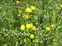 TARASSACO - TARAXACUM OFFICINALE 2