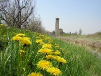 TARASSACO A TORCELLO