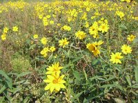 TOPINAMBUR - HELIANTHUS TUBEROSUS 1 Composite