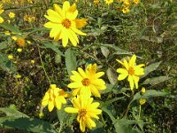 TOPINAMBUR - HELIANTHUS TUBEROSUS 2