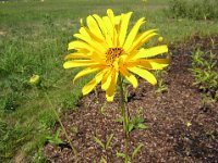 TOPINAMBUR - HELIANTHUS TUBEROSUS 3