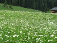 TRAGOSELINO - PIMPINELLA SAXIFRAGA 1 ombrellifere