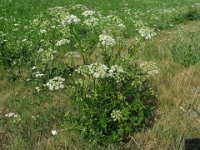 TRAGOSELINO - PIMPINELLA SAXIFRAGA 2 anice