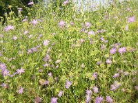VEDOVELLE SELVATICHE - KNAUTIA ARVENSIS Dipsacacee