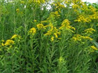 VERGA D'ORO - SOLIDAGO VIRGAUREA 1 composite
