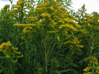 VERGA D'ORO - SOLIDAGO VIRGAUREA 2