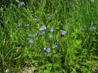 VERONICA CHAMAEDRYS 1 Scrofulariacee