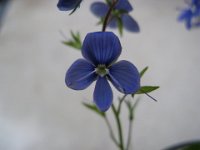 VERONICA CHAMAEDRYS 2 - OCCHI DELLA MADONNA