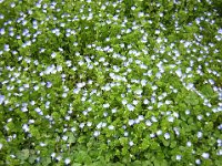 VERONICA PERSICA 1
