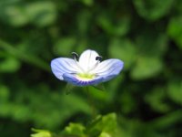 VERONICA PERSICA 2
