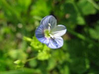 VERONICA PERSICA 4