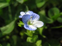 VERONICA PERSICA 5