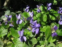 VIOLA MAMMOLA 2