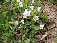 VIOLA MAMMOLA 3 BIANCA
