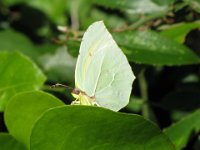 cedronella