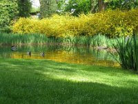 AA
