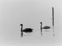 LAGO