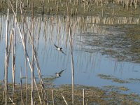 MAZZASORDA - TYPHA LATIFOLIA 3