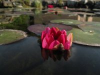 NINFEA RUBRA 1