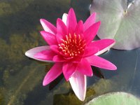 NINFEA RUBRA 5