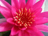 NINFEA RUBRA 6