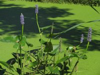 PONTEDERIA CORDATA 1