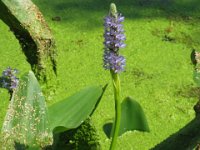 PONTEDERIA CORDATA 2