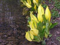 ARUM MACULATO - ARACEE