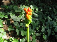 ARUM MACULATO FRUTTO