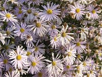 ASTRO MARINO - ASTER TRIPOLIUM 2